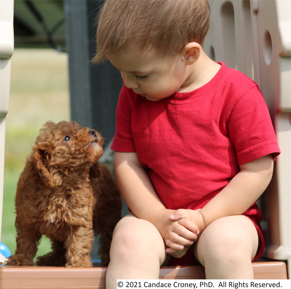 A young boy in a red shirt is seated on a platform with his hands folded in his lap.  He looks fondly down at a small curly brown dog standing next to him on the platform while the little brown dog looks back.